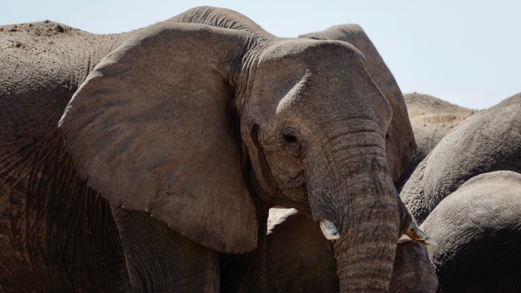 Cinco personas mueren tras ser pisoteadas por elefantes salvajes.