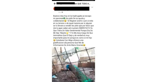 Mujer reporta la DESAPARICIÓN de su pavoreal en Acanceh