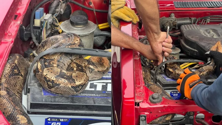 Boa sorprende a conductora; especialistas acuden a retirarla del motor de camioneta.jpg