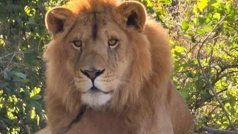 Primero en un campo de agave, luego amarrado a un árbol, así encontraron a un León en Nayarit