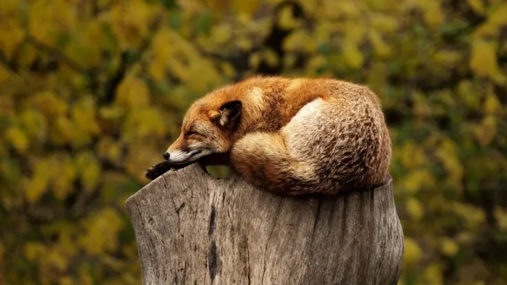 israel-pieles-animales.jpg