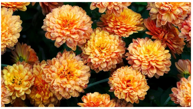 crisantemo jardín beneficios