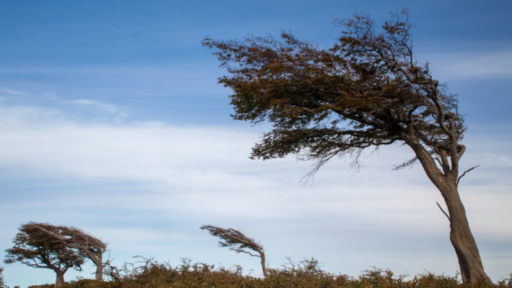 Advertencia: Vientos de hasta 50 km/h azotarán Baja California