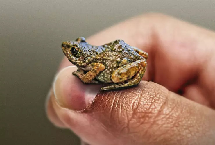 La rana silbadora fue descubierta en un panteón en CDMX.