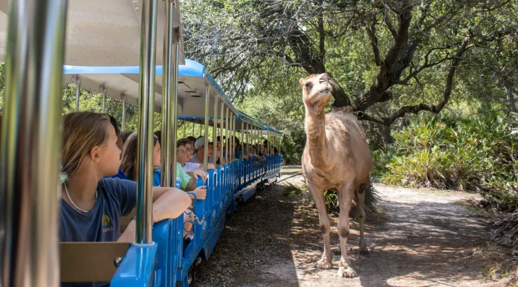 Visitantes del zoológico de Brevard observan a los animales en sus hábitats.
