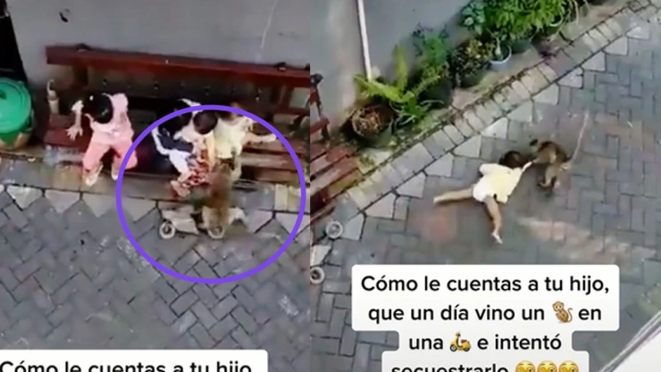 Mono intenta secuestrar a niña.
