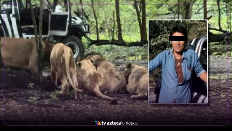 Ataque de leones en Tailandia deja muerto a trabajador de Safari World Bangkok