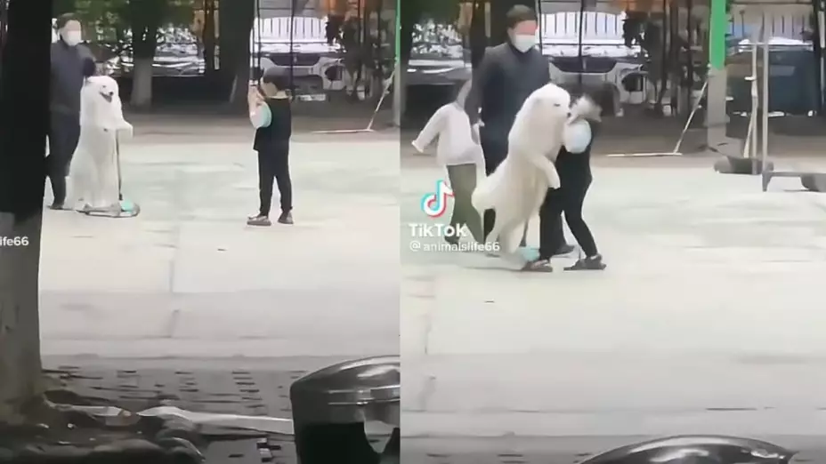 Perro pasea en scooter y atropella a niño.jpg
