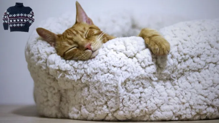 Ideas DIY Cómo construir una cama para mascotas suave y mullida con un jersey o suéter antiguo.jpg