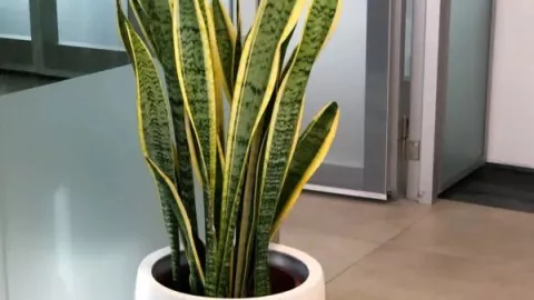 5 plantas de interior que har&aacute;n ver tu casa elegante y cara: las puedes poner en cualquier rinc&oacute;n