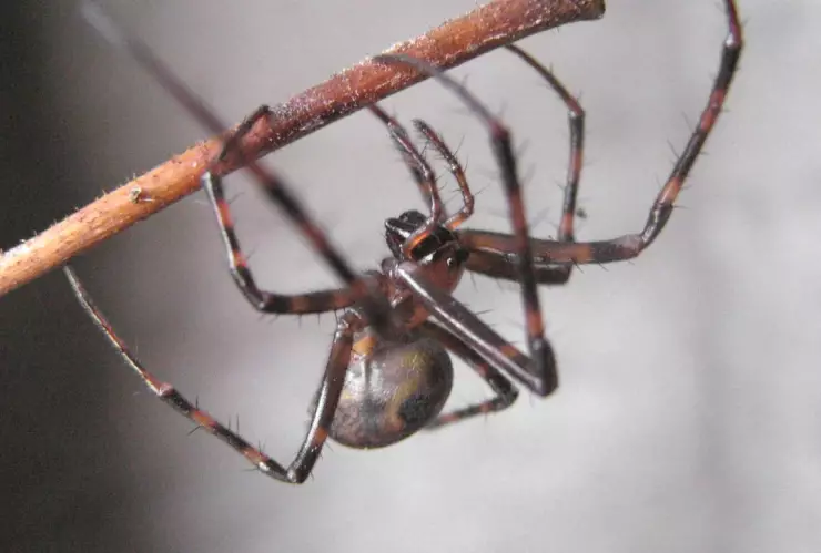 araña violinista hospitalizan a empleado Xalapa