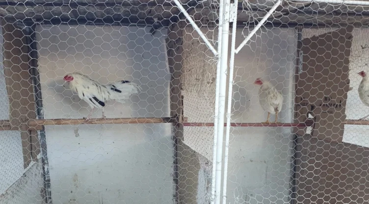Sinaloa penal gallos de pelea