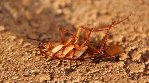 El líquido casero que hará que las cucarachas se vayan de casa
