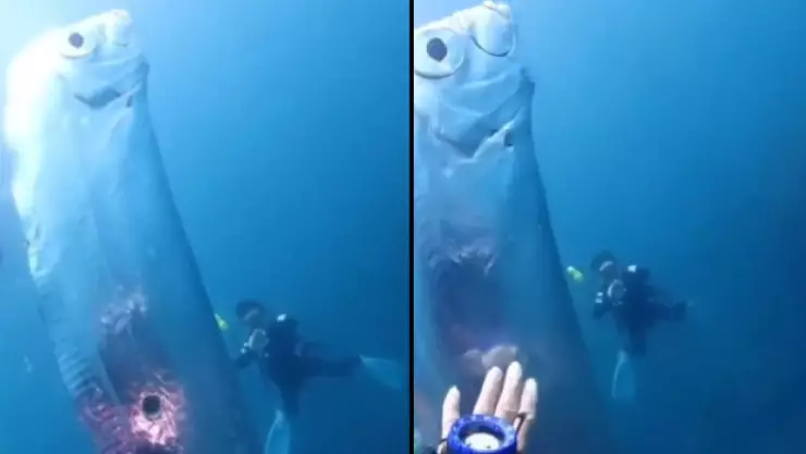 Buzos encuentran un gigante pez remo en Taiwán; criatura relacionado con el ‘fin del mundo’