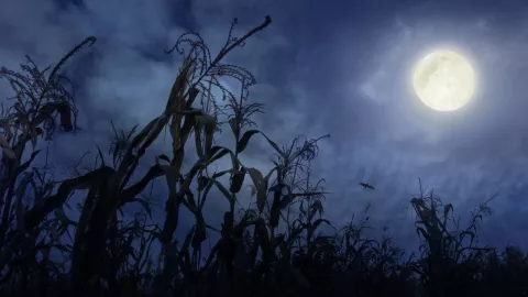 Luna de Ma&iacute;z en M&eacute;xico