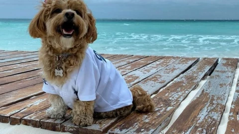 Cómo cuidar a tu perrito en la playa: Recomendaciones para evitar enfermedades