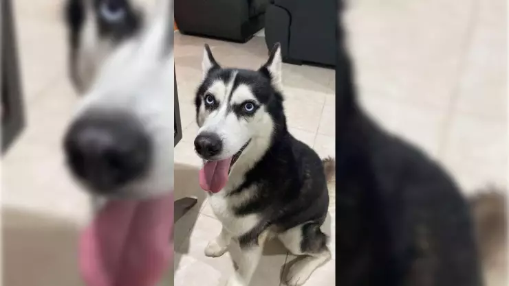 Buscan a Apolo, perro husky perdido en Mérida (FOTOS)