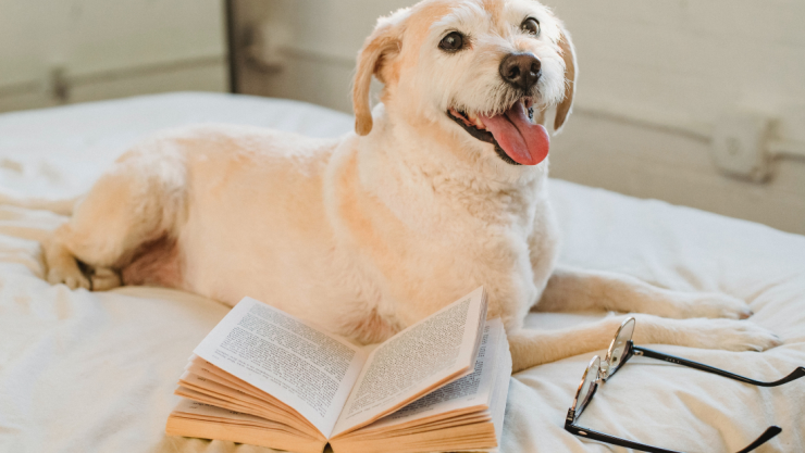 perritos palabras entender