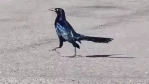 ¡Insólito! Captan a zanate mexicano en Corea del Sur y causa furor