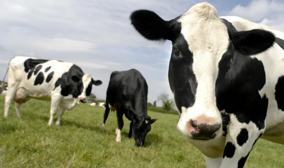 Vacas