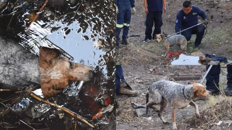 Rescate de perrito en pozo de agua Querétaro