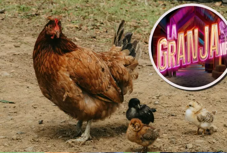 Qué gallina eres en La Granja VIP según tu color favorito.
