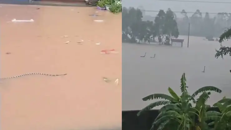 Fuertes lluvias desbordan río y se escapan serpientes venenosas