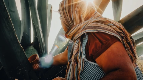 cáncer de colón bacteria pulque.jpg