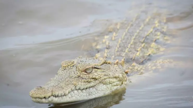 VIDEO_ Identifican al niño que fue arrojado a un río lleno de cocodrilos en India