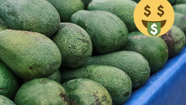 Revelan aumento en el precio del aguacate hass en Campeche.