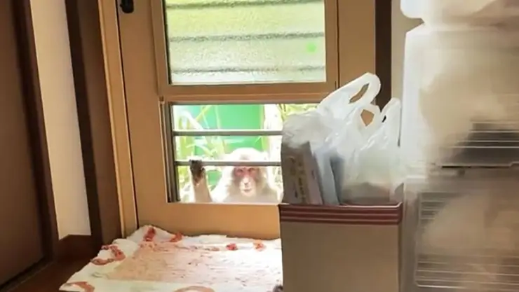 Monos agresivos en Japón.-