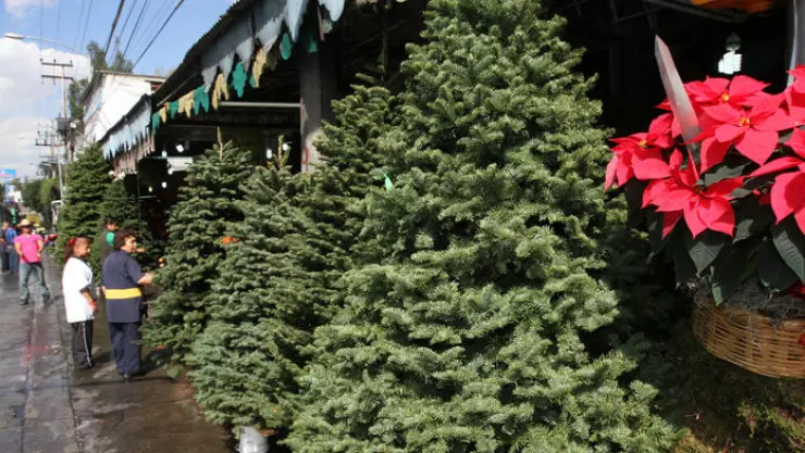 Lleva tu arbolito de Navidad a los centros de acopio en CDMX y Edomex