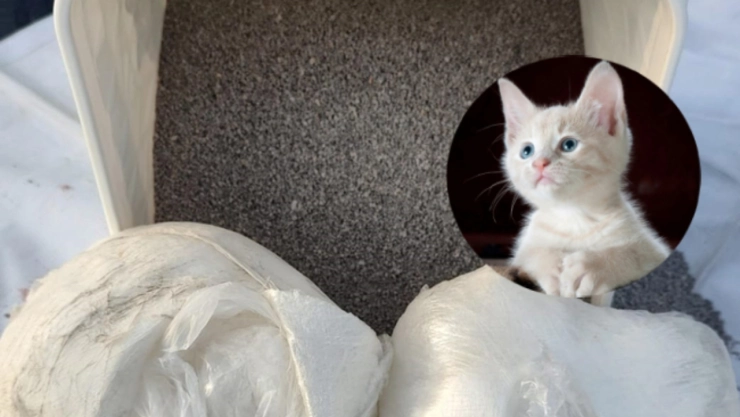 ¡En pleno Día del Gato! Encuentran metanfetamina en arena para gato; la iban a enviar a CDMX