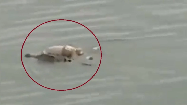 cocodrilo héroe cuerpo niño ahogado indonesia