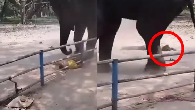 Elefante mata a adolescente en Bangladesh