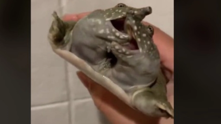tortuga dos cabezas tiktok.jpg