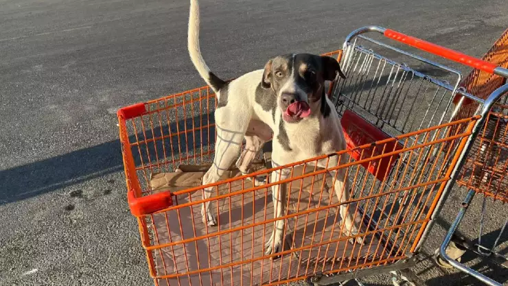 Perro roba miradas en una frutería de Mérida