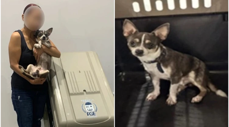 Perrito chihuahua es salvado en Quintana Roo tras ser robado en Michoacán.