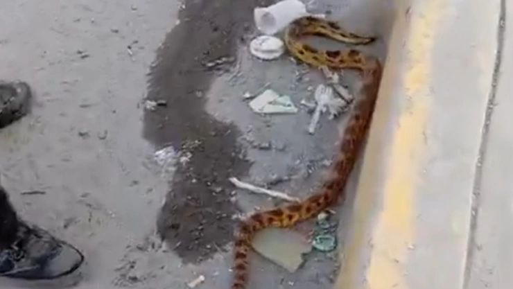 serpiente balcones del sur puebla