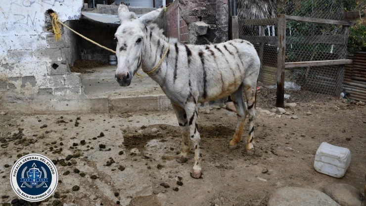 burras-pintadas-como-cebra-rescatadas-fge-caso-maltrato animal-tijuana