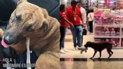 Adoptan a perrito que robó un peluche en tienda de Yucatán: ¿Cómo es su vida ahora?
