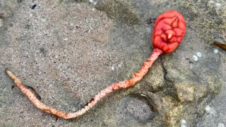 Tulipan de mar en Australia