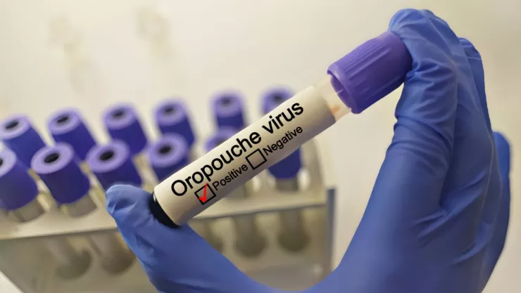 Qué es el virus oropouche y por qué es peligroso