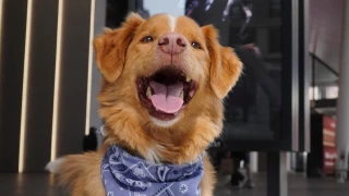 Indy Premios Astra 2025