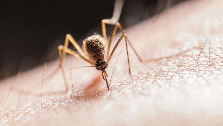 Filipinas implementa nuevas estrategias para controlar la propagación del dengue: la caza de mosquitos
