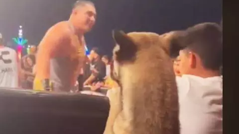 Video Perro disfruta de la Lucha Libre AAA en primera fila; se viraliza