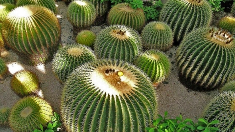 acitrón