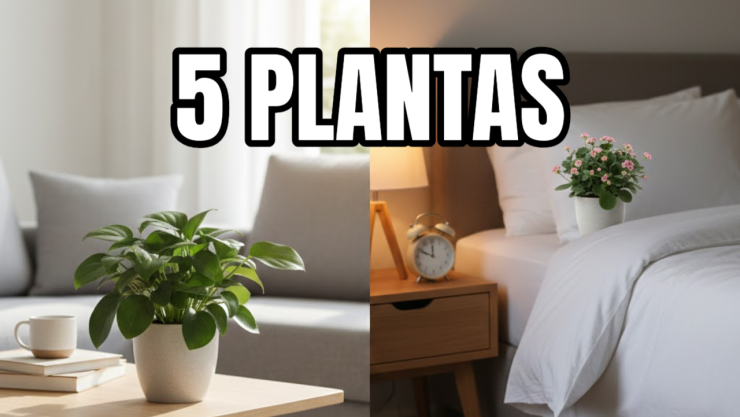 5 plantas de interior pequeñas que puedes poner en la sala o el dormitorio: se ven realmente aesthetic
