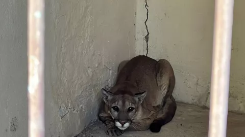 Autoridades aseguran a un puma de 2 años en una vivienda en Cocula, Jalisco