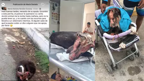 Queman a perrita con gasolina en Playa del Carmen por comerse la comida de su dueño